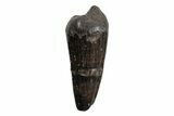 Cretaceous Boreal Crocodile Tooth - Hell Creek Formation #218537-1